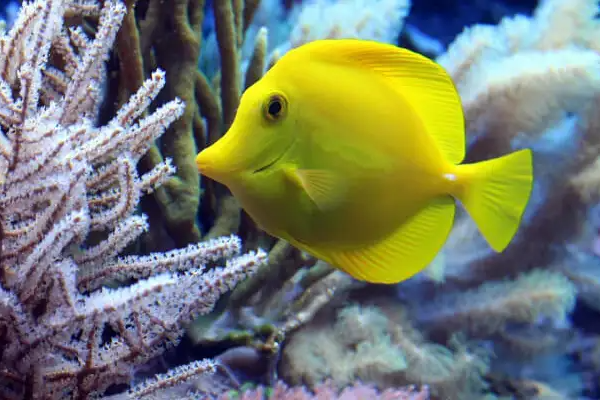 The Best Places for Snorkeling in Australia