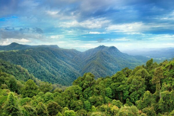 Exploring the Ancient Rainforests of Australia